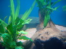 Microsorum Pteropus
